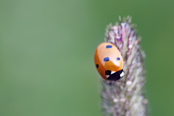 ladybug on the ear of a green background.