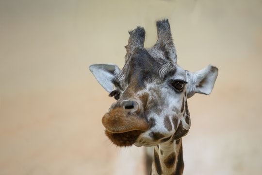Portrait of a giraffe, giraffe head large.