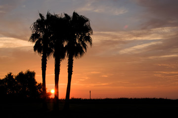 sunrise behind palm trees