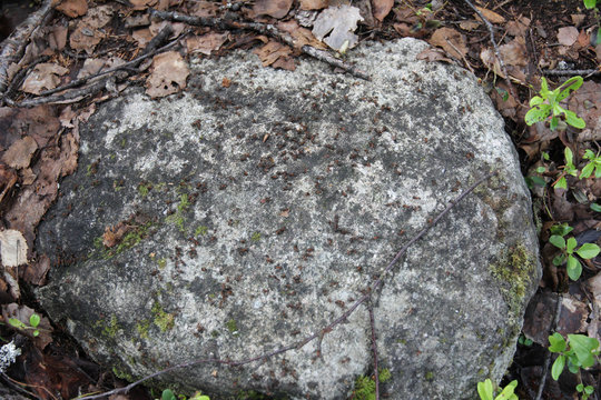 Antz on stone - karelia