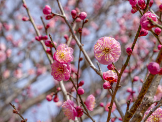 Ume blossom.  Ume tree. Pink flowers;