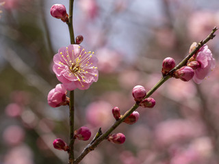Ume blossom.  Ume tree. Pink flowers.