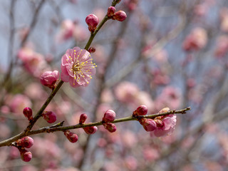 Ume blossom.  Ume tree. Pink flowers.