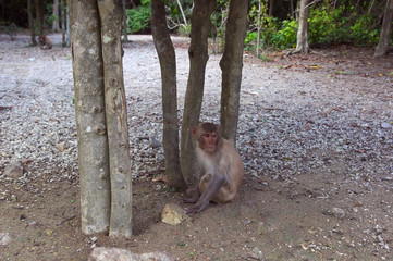 Vietnam. Nha Trang City, monkey