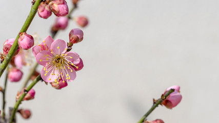 Ume blossom  Ume tree Pink flowers