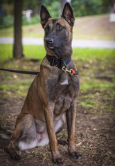 Belgian Shepherd Malinois  sitting on the green grass in the park