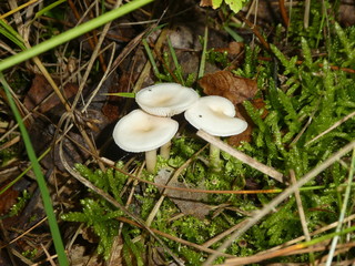 white small mushrooms in the forest