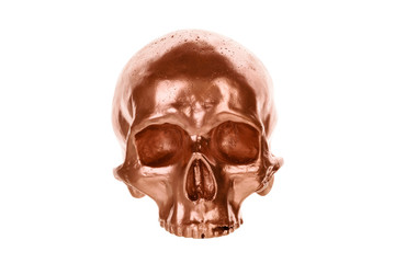 Human skull on white.