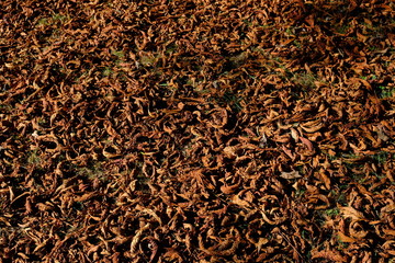 brown leaves