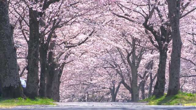 Road tunnel of cherry blossom trees in japan