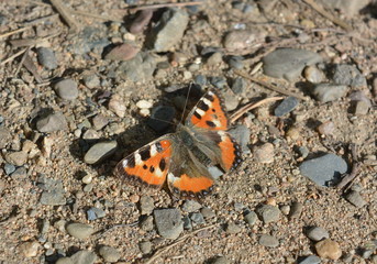 Fototapeta na wymiar Butterfly Aglais urticae sitting on the ground with stones top view