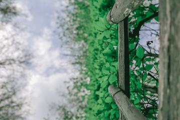 Green leaves over fence
