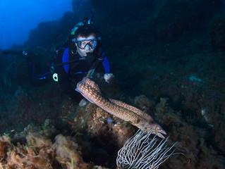 Scuba diver observes moray eel underwater.
