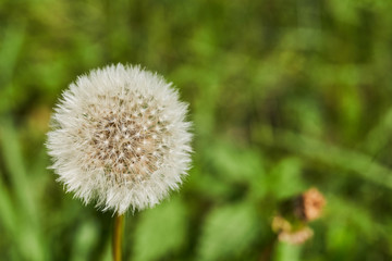 Beautiful dandelion with fluffy white seed cap