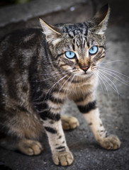 Naklejka na ściany i meble gray tabby cat with blue eyes sitting on the asphalt