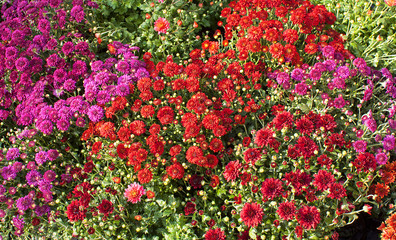 Close-up of bright colored chrysanthemums. Flower bed with flowers close-up.