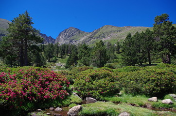 forêt de sapin résineux en montagne avec ciel bleu et canigou dans les pyrénées