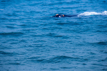 Obraz premium Cute Penguins Seals Sea Lions Elephant