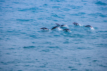 Obraz premium Cute Penguins Seals Sea Lions Elephant