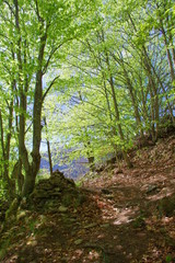 Sous bois et forêt de hétres de montagne avec ciel bleu