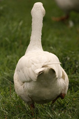 Gans Goose