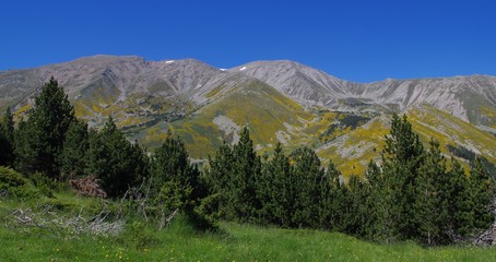 Naklejka premium forêt de sapin résineux en montagne avec ciel bleu
