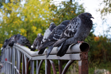 Голуби на мосту