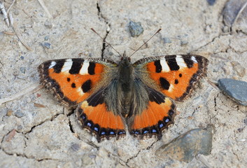 Fototapeta na wymiar Butterfly Aglais urticae close-up sitting on the ground with stones top view
