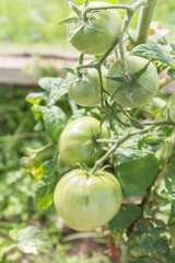 Green tomatoes hang on a branch ripen in the greenhouse