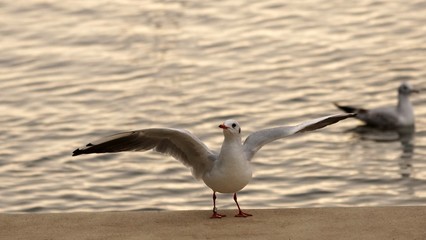 Möwe Fliegen Flug Gull