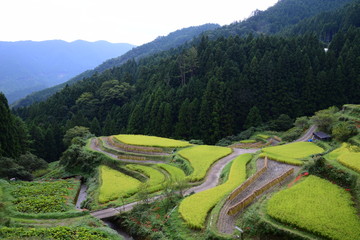 棚田の風景