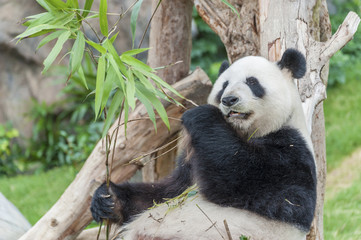 Giant panda bear eating bamboo leaf