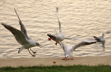 Möwe Fliegen Flug Gull