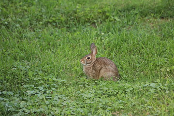 Eastern Cottontail Surveying The Land