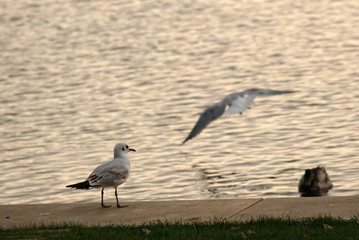 Möwe Fliegen Flug Gull