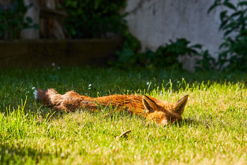 Urban Fox in garden