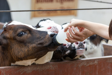 Closeup - Baby cow feeding on milk bottle by hand child in Thailand rearing farm.