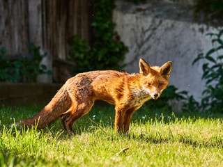 Urban Fox in garden