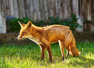 Urban Fox in garden