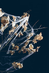 dry branch with leaves in spider web in darkness, halloween decor