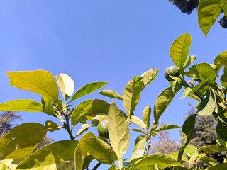unripe fruit lemon tree leaves foliage against blue sky
