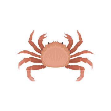Flat vector icon of crab with claws. Marine animal with five pairs of legs. Element for advertising poster or product packaging