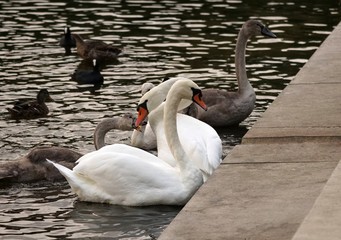 Schwan Schwäne Schwanfamilie Swan
