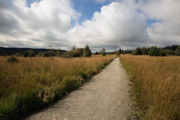 Nice autumn swamp landscape in Wallonia/Belgium_3