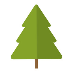 Tree pine isolated