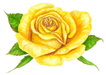 Yellow rose watercolor