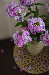 Obraz premium Phloxes in a vase