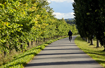 Lonely cyclist on the road in the autumn evening