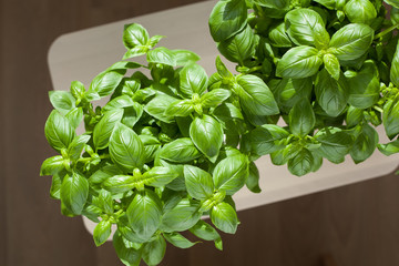 fresh basil herb in flowerpot