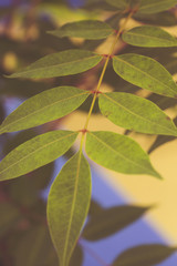natural leaf for alternative care